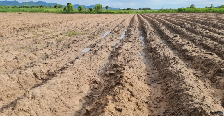 Especialista Indica Preparo Do Solo Arenoso Para Receber Culturas Agrishow